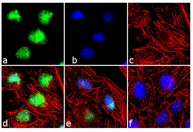 TRIM28 Antibody in Immunocytochemistry (ICC/IF)