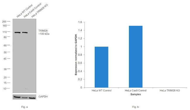 TRIM28 Antibody