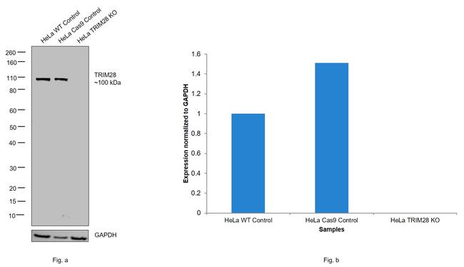 TRIM28 Antibody in Western Blot (WB)