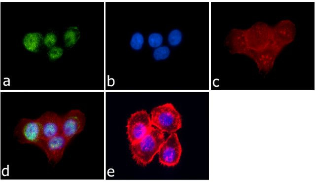 JunD Antibody in Immunocytochemistry (ICC/IF)