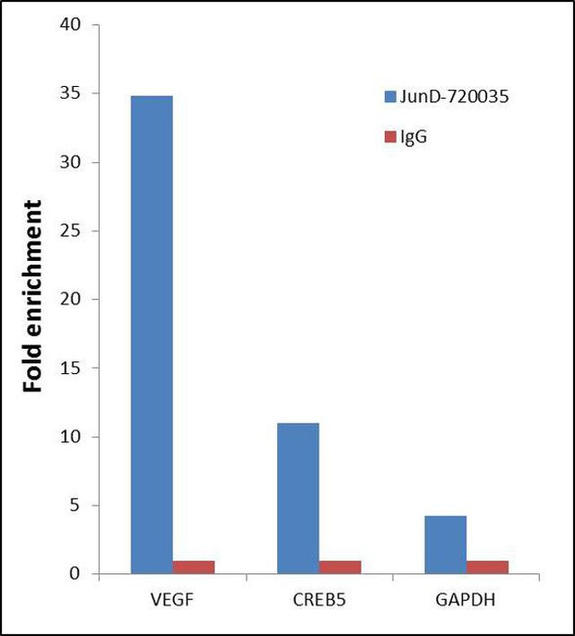 JunD Antibody in ChIP Assay (ChIP)