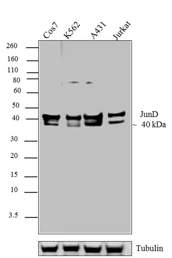 JunD Antibody in Western Blot (WB)