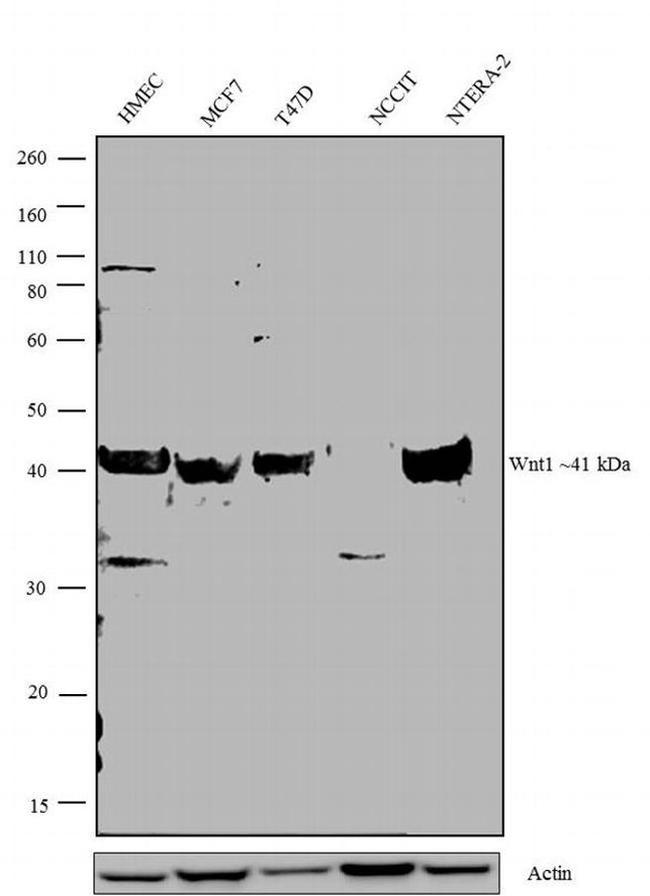 WNT1 Antibody in Western Blot (WB)