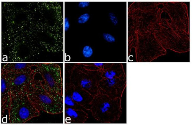 WNT1 Antibody in Immunocytochemistry (ICC/IF)