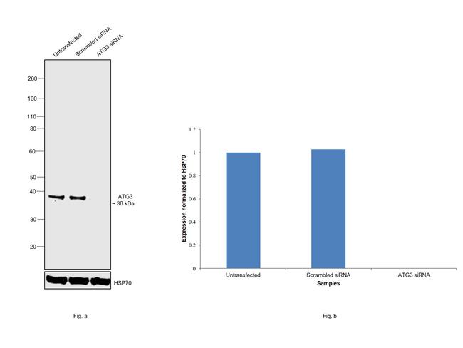 ATG3 Antibody in Western Blot (WB)