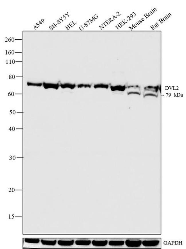 DVL2 Antibody in Western Blot (WB)