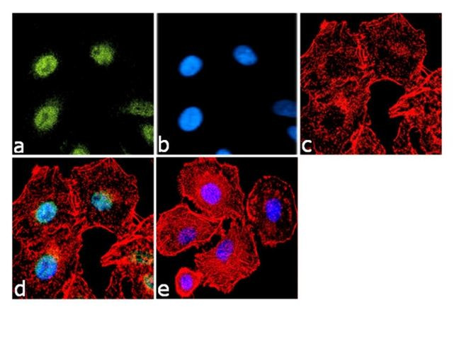 FOXA2 Antibody in Immunocytochemistry (ICC/IF)