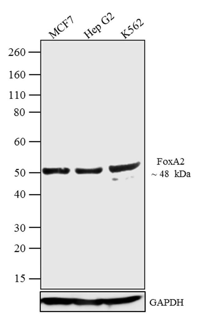 FOXA2 Antibody in Western Blot (WB)