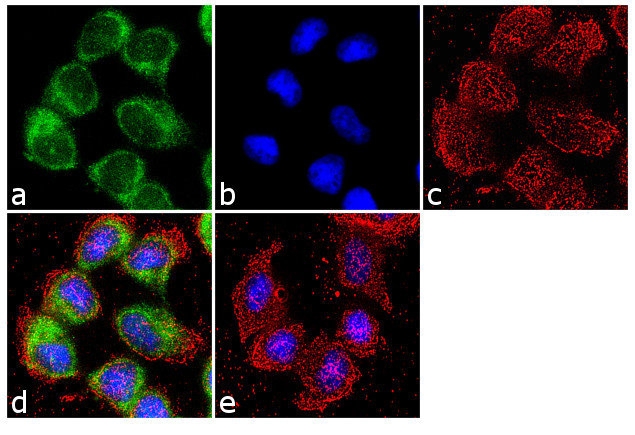 FZD4 Antibody in Immunocytochemistry (ICC/IF)