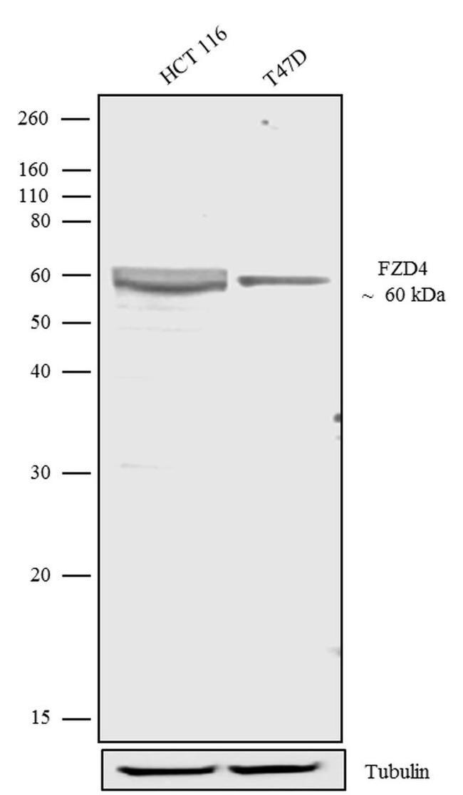 FZD4 Antibody in Western Blot (WB)