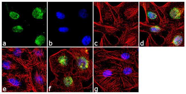 H3K27me3 Antibody in Immunocytochemistry (ICC/IF)