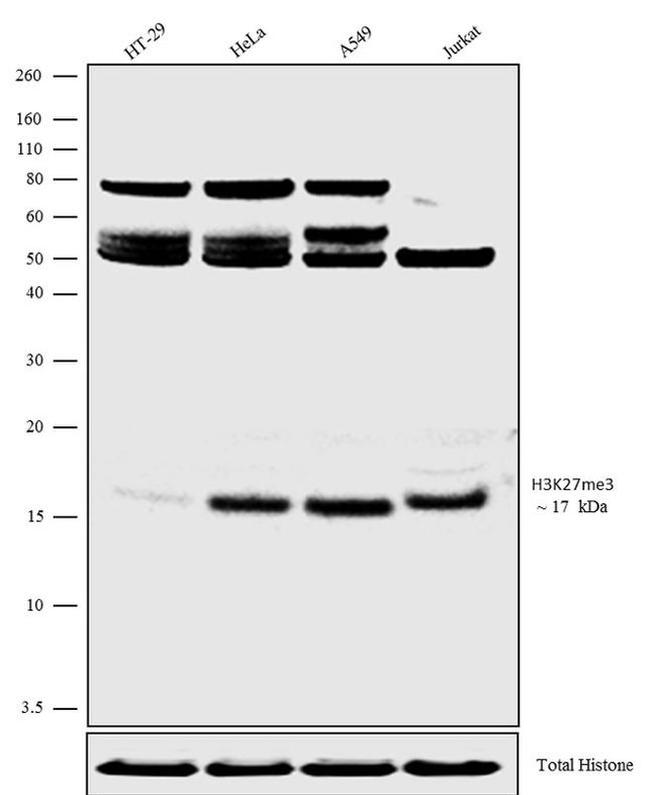 H3K27me3 Antibody in Western Blot (WB)