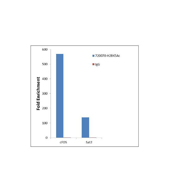 H2AK5ac Antibody in ChIP Assay (ChIP)