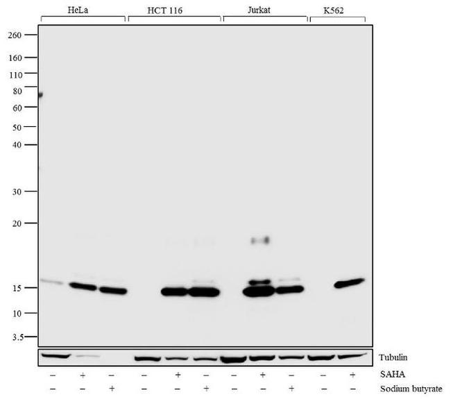 H2AK5ac Antibody in Western Blot (WB)