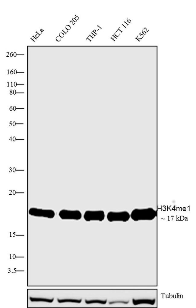 H3K4me1 Antibody in Western Blot (WB)