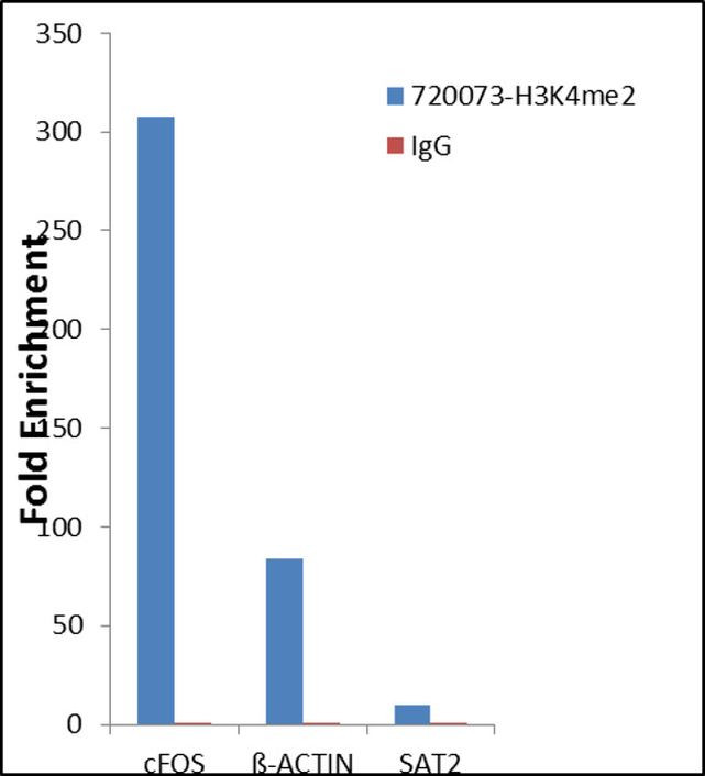 H3K4me2 Antibody in ChIP Assay (ChIP)