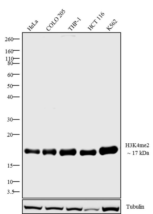 H3K4me2 Antibody in Western Blot (WB)