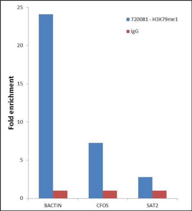 H3K79me1 Antibody in ChIP Assay (ChIP)