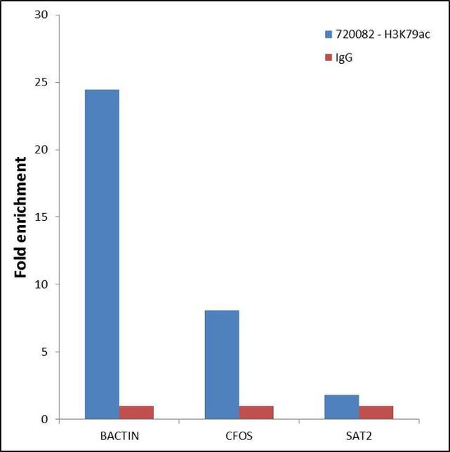 H3K79ac Antibody