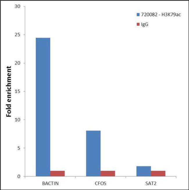 H3K79ac Antibody in ChIP Assay (ChIP)