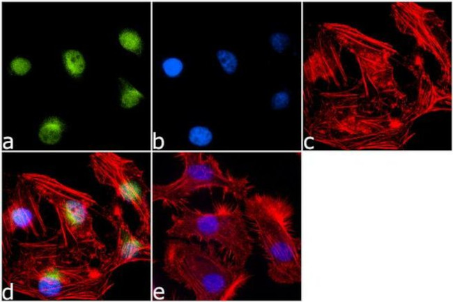 H3K79ac Antibody in Immunocytochemistry (ICC/IF)