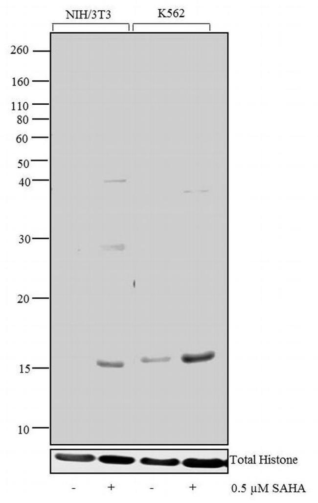 H3K79ac Antibody in Western Blot (WB)