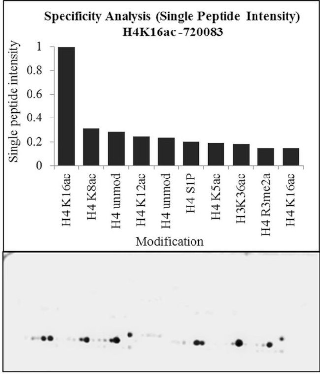 H4K16ac Antibody in Peptide array (ARRAY)