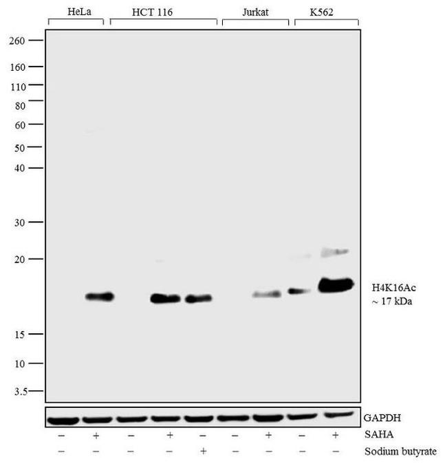 H4K16ac Antibody in Western Blot (WB)