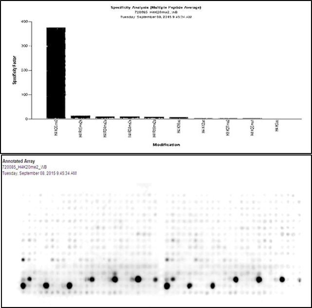 H4K20me2 Antibody