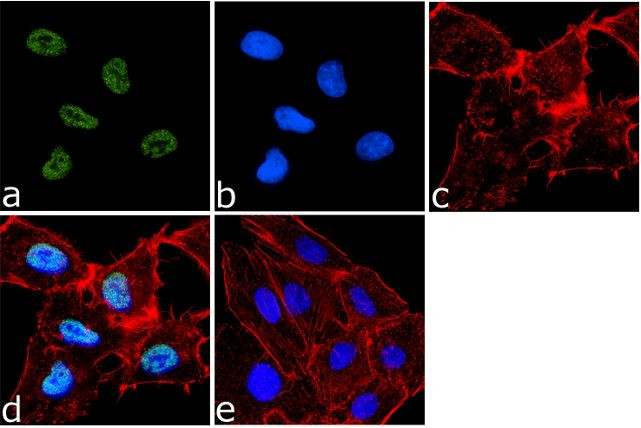 H4K20me2 Antibody in Immunocytochemistry (ICC/IF)