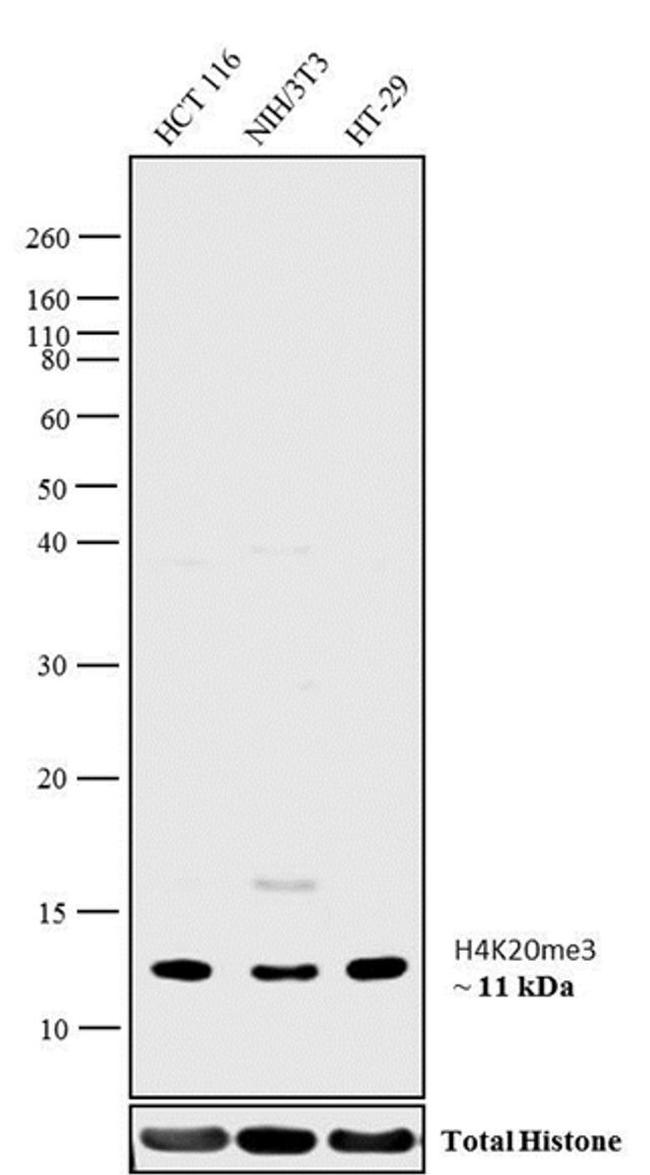 H4K20me3 Antibody in Western Blot (WB)