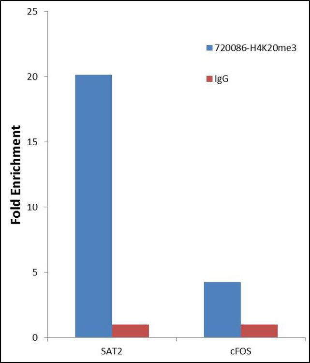 H4K20me3 Antibody in ChIP Assay (ChIP)