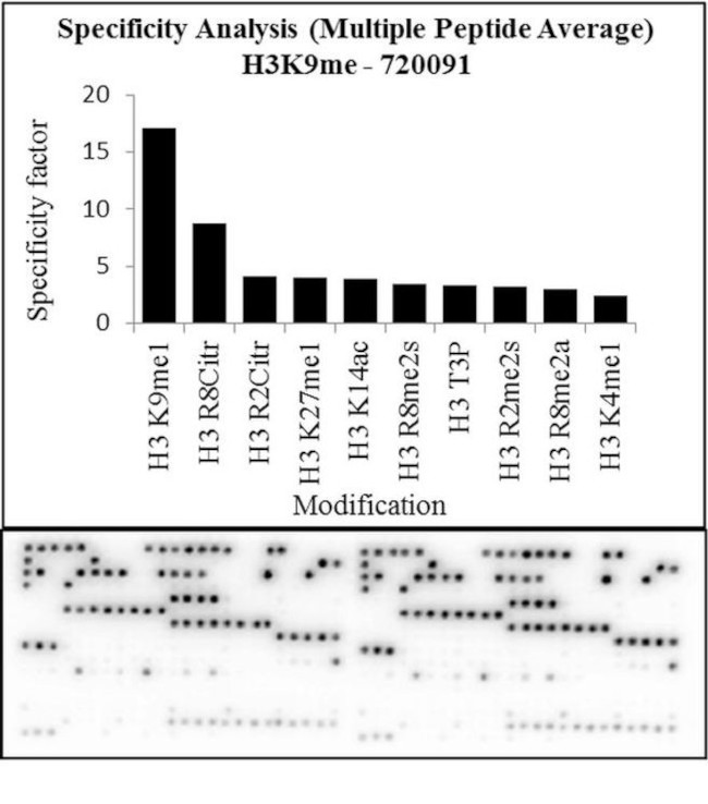 H3K9me1 Antibody