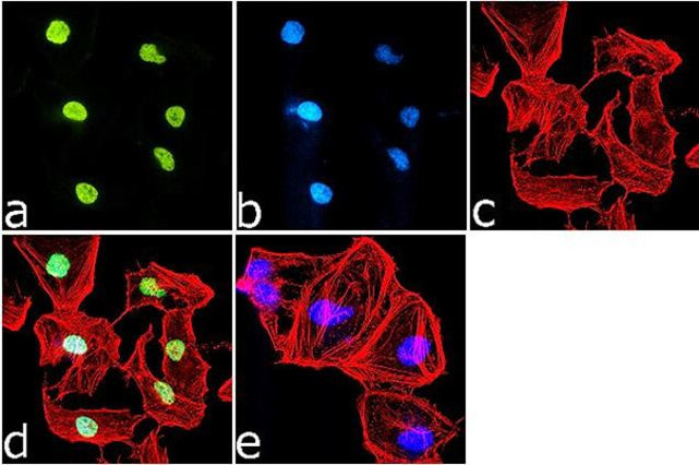 H3K9me1 Antibody in Immunocytochemistry (ICC/IF)