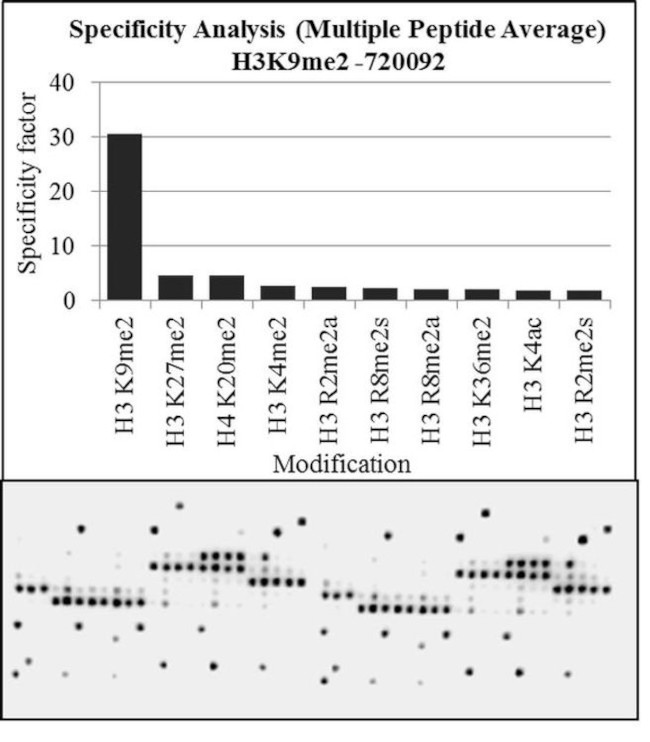 H3K9me2 Antibody in Peptide array (ARRAY)