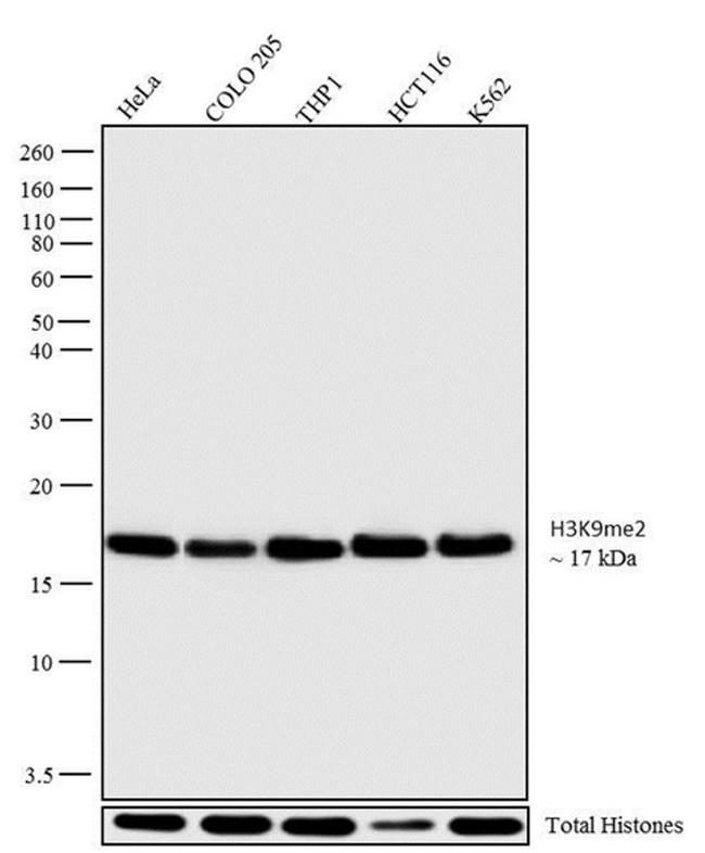 H3K9me2 Antibody in Western Blot (WB)