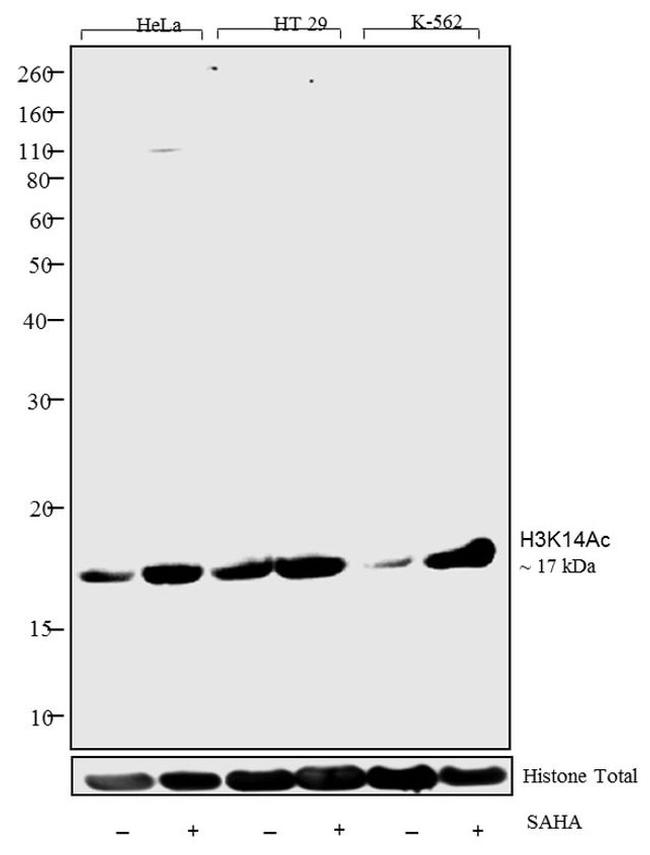 H3K14ac Antibody