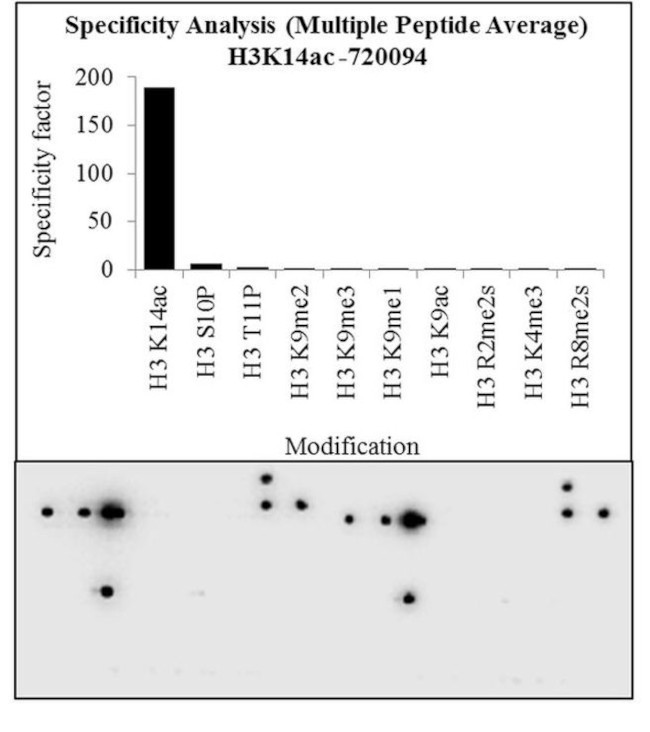 H3K14ac Antibody