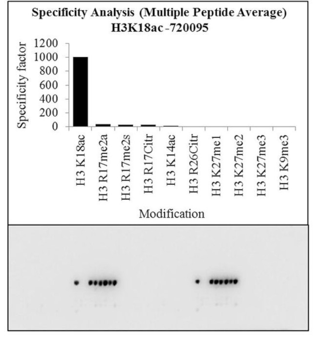 H3K18ac Antibody in Peptide array (ARRAY)