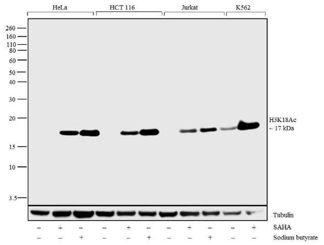 H3K18ac Antibody in Western Blot (WB)