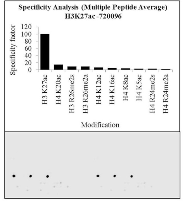 H3K27ac Antibody in Peptide array (ARRAY)