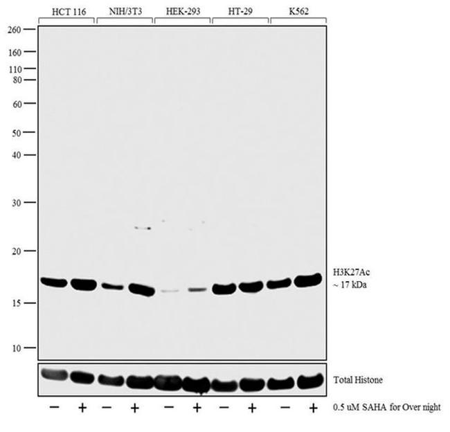 H3K27ac Antibody in Western Blot (WB)