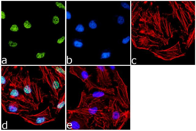 H3K27me1 Antibody in Immunocytochemistry (ICC/IF)