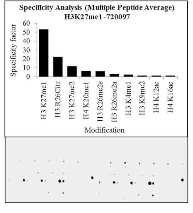 H3K27me1 Antibody