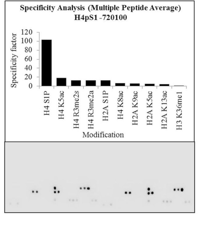 Phospho-Histone H4 (Ser1) Antibody