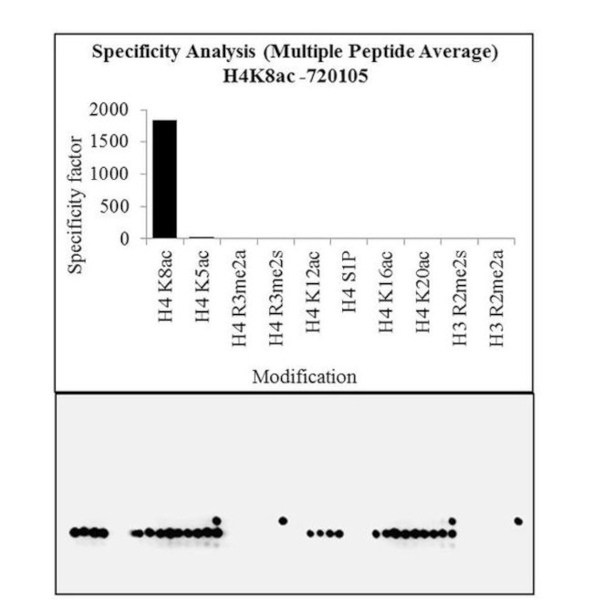 H4K8ac Antibody in Peptide array (ARRAY)