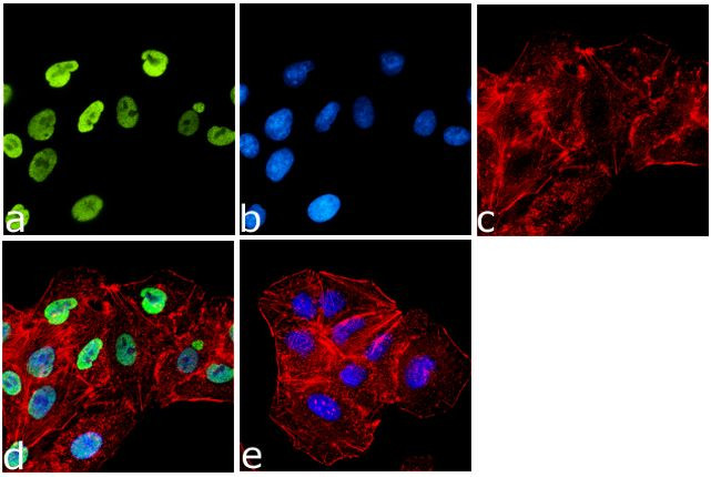 H4K8ac Antibody in Immunocytochemistry (ICC/IF)