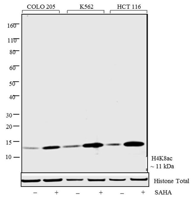 H4K8ac Antibody in Western Blot (WB)