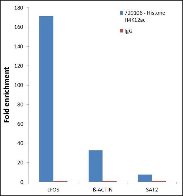 H4K12ac Antibody