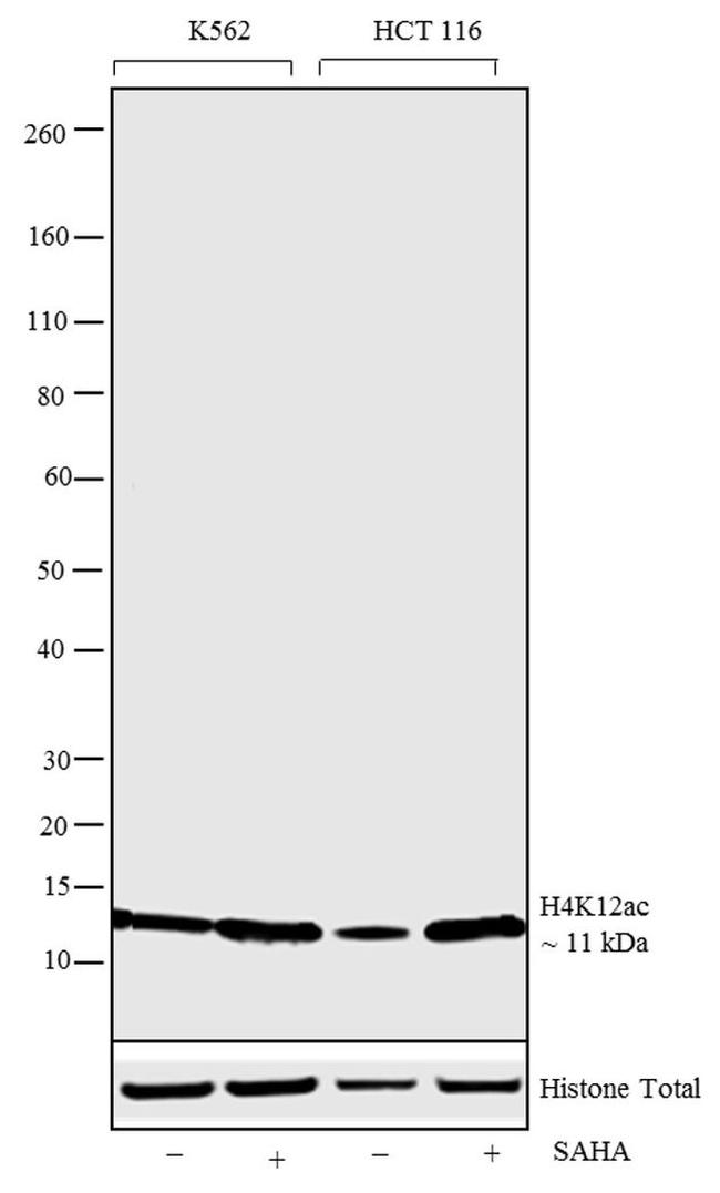 H4K12ac Antibody in Western Blot (WB)